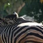Zoo de Barcelona 18-04-11 781