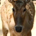 Zoo de Barcelona 18-04-11 1118