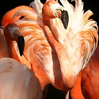 Zoo de Barcelona 18-04-11 1134
