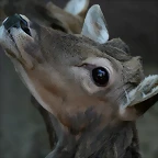 Zoo de Barcelona 18-04-11 603