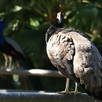 Zoo de Barcelona 18-04-11 647