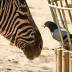 Zoo de Barcelona 18-04-11 697
