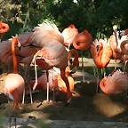 Zoo de Barcelona 18-04-11 1130