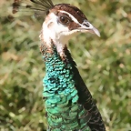Zoo de Barcelona 18-04-11 645