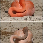 flamencos_cubanos