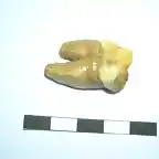 Ursus spelaeus, premolar superior, pleistoceno, Novara, Italia