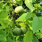 nueces en junio