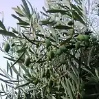 tallo de oliva con aceitunas