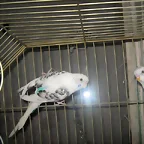 BLANCOS