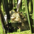 sapo