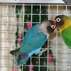 agapornis personata