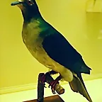 Ducula perspicillata