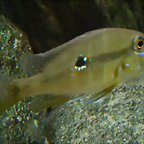 Geophagus argyrostictus (19-7-23 Akvariet i Bergen, det yo)