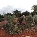 olivas desmochadas por el tornado