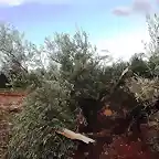 olivas machacadas por el tornado
