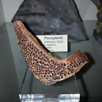 F Placa Dermica Rostral Teleosteo Cret Marru 27