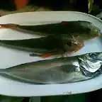 Golondros,gamba y sardina,chicharron a calamar