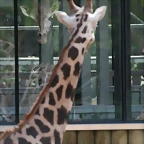 Zoo de Barcelona 13-03-11 443