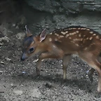 Zoo de Barcelona 30-06-2010 239