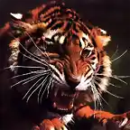 1024x768_tigre_enfadado