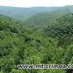 crimean_forest
