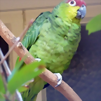 Amazona autumnalis lilacina