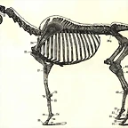 Horse_bones_ugglan