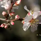 23, flor del almendro, marca 2