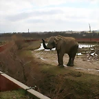 Zoo Lyon + Safari Peaugres febrer 2011 1717