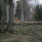 Zoo Lyon + Safari Peaugres febrer 2011 1752