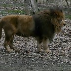 Zoo Lyon + Safari Peaugres febrer 2011 1885