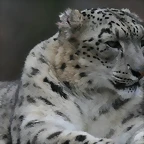 Zoo Lyon + Safari Peaugres febrer 2011 1878