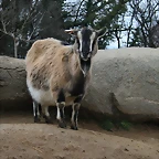 Zoo Lyon + Safari Peaugres febrer 2011 1767