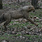 Zoo Lyon + Safari Peaugres febrer 2011 1771