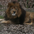 Zoo Lyon + Safari Peaugres febrer 2011 1830
