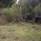 Aunque no lo parezca hay alguien detras del seto