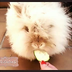 conejos teddy bear