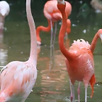 Zoo de Barcelona 29-11-2010 014
