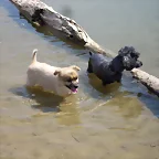 luky y moli lago