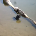 moly en lago