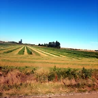 DSCN8240