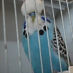 Azul Cielo