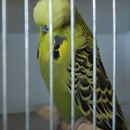 Verde Gris
