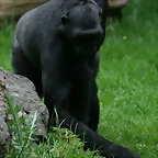 Zoo de Barcelona 14-04-11 085