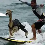 watch_alpaca_surf_640_02[1] - copia