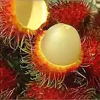 rambutan (1)