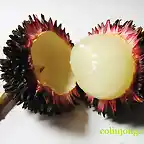 pulasan_rambutan_01