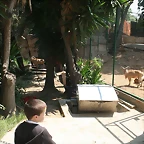 Zoo de Barcelona 30-04-11 i 01-05-11 020