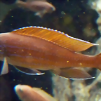 Paracyprichromis nigripinnis (7-8-17 Zoo Wuppertal)