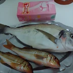 Dorada, Salmonetes